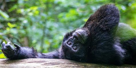 Chimpanzee trekking in Kibale forest national park- Accessing Kibale forest