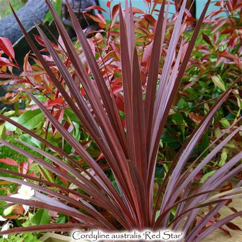 Cordyline australis 'Red Star' – Singing Tree Gardens Nursery