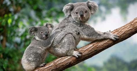 Koala Spirit Animal Symbolism & Meaning - A-Z Animals