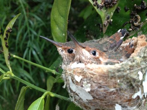 Hummingbird Nest Cam