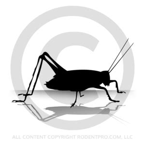 Pinhead Crickets (500 Per Box) | Shop Live Crickets Online at Rodent Pro