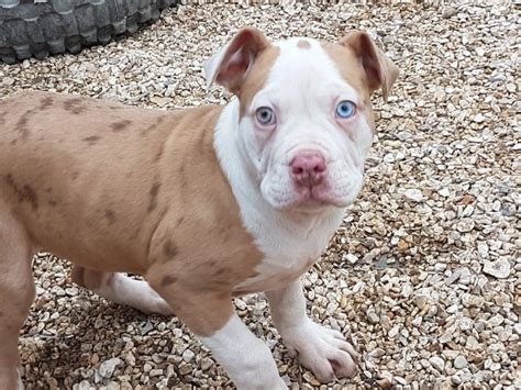 Alapaha Blue Blood Bulldog Puppies For Sale | Chicago, IL #268142