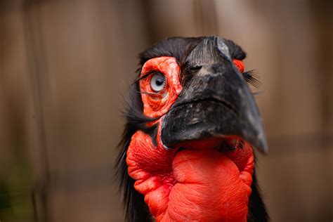 Close Up Photo of a Hornbill · Free Stock Photo