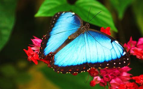 Blue Morpho Butterfly HD wallpaper | Wallpaper Flare