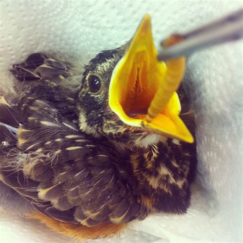 Bird In Everything: Feeding Baby Wild Birds