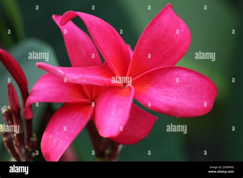 Purple plumeria champa flower in nice blur background Stock Photo - Alamy