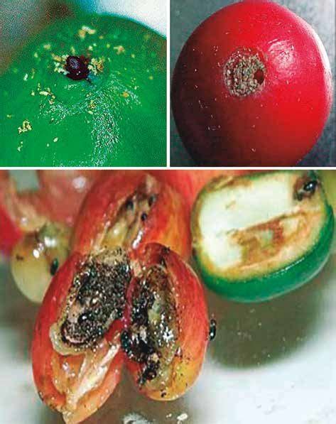 Proceso del ataque de la broca al fruto del café. A) Penetración de la... | Download Scientific ...