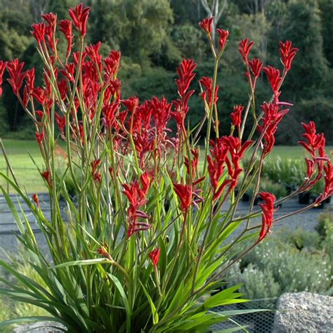 Anigozanthos – Kangaroo Paw – Ruibals