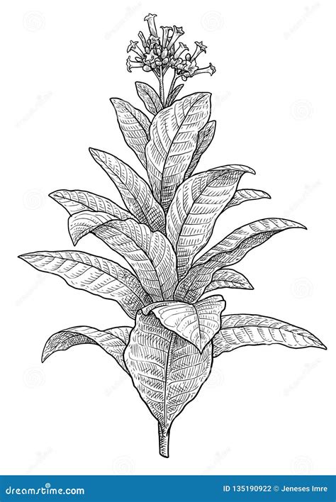 Tobacco Plant Illustration, Drawing, Engraving, Ink, Line Art, Vector ...