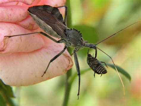 File:A Wheel bug (Arilus cristatus) eating a Japanese beetle (Popillia ...