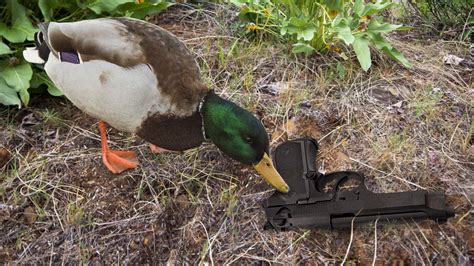 Gun Control Fail: This Duck Found A Gun In A Bush And Is Now Pushing It ...