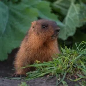 Bobak marmot - Facts, Diet, Habitat & Pictures on Animalia.bio