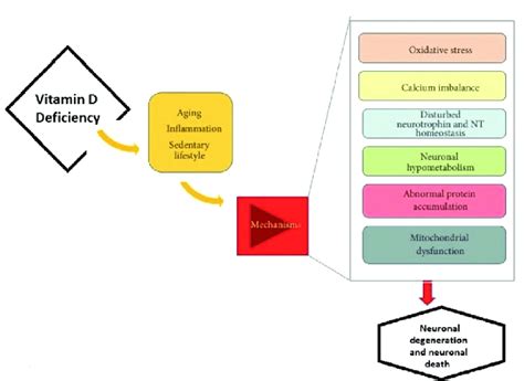 Vitamin D and neurological diseases (adapted from [49]). | Download Scientific Diagram