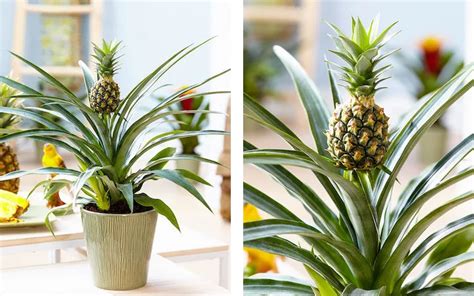 How to Grow a Pineapple Plant for Your Home | Pineapple plant care, Pineapple planting ...