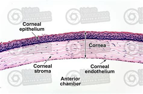 Corneal Epithelium Histology