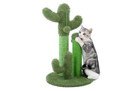 8 Best Toys and Accessories for Your Cat