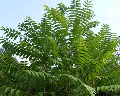 Tree of Heaven (Ailanthus altissima) - Tualatin Soil and Water Conservation District