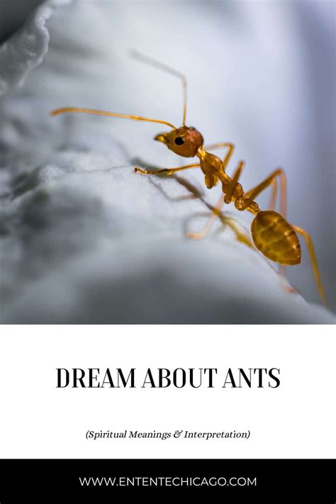 Dream About Ants (Spiritual Meanings & Interpretation)