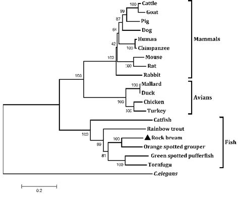 Phylogenetic tree constructed based on the ClustalW alignment of... | Download Scientific Diagram