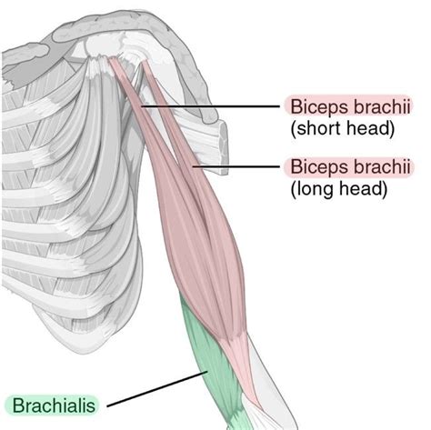 Upper Arm Muscles Diagram