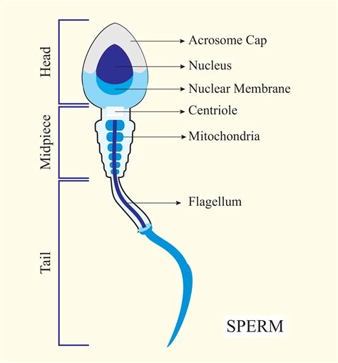 Anatomy Of A Sperm Cell