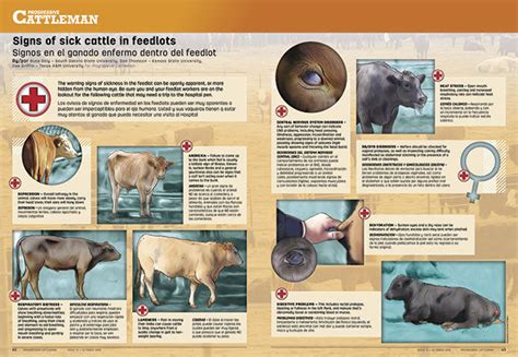 Signs of sick cattle in feedlots - Progressive Cattle | Ag Proud