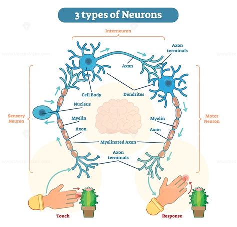 Types of Neurons - sensory, intereuron, motor - VectorMine