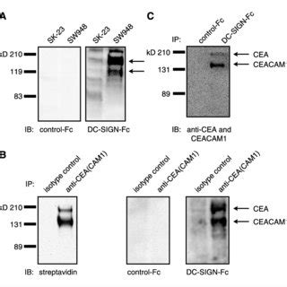 DC-SIGN mediates cell-cell adhesion of immature dendritic cells (DC )... | Download Scientific ...