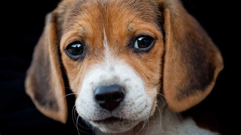 Beagle Puppy Wallpapers - Wallpaper Cave