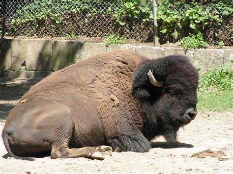 Joseph Bruchac - Buffalo in Syracuse Zoo