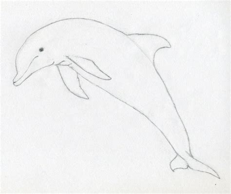 How To Draw A Dolphin