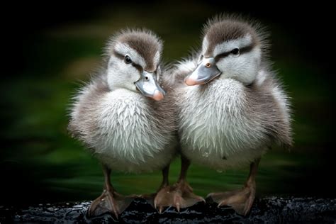 Baby Birds (in colour) - Bird photo contest | Photocrowd photo ...