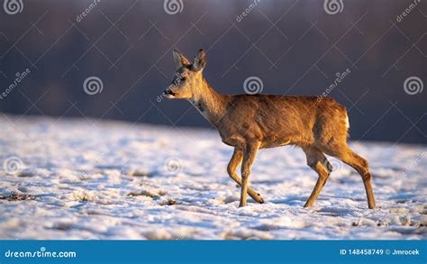 Young Roe Deer in Winter Walking on Snow. Stock Image - Image of morning, north: 148458749