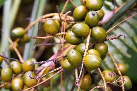 Saw Palmetto for Hair Loss: Does it Work? - Bosley