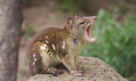 The Australian Quoll is a Carnivorous Marsupial