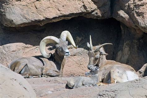 Bighorn Sheep Population: How Many Roam the World? - A-Z Animals