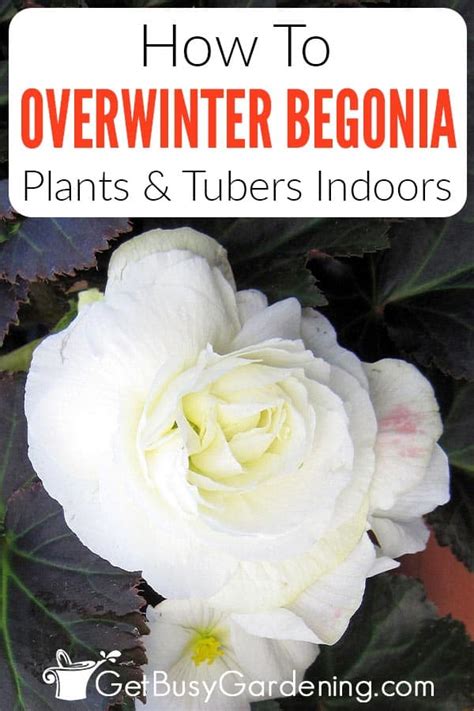 How To Overwinter Begonias Indoors (3 Easy Ways!) - Get Busy Gardening