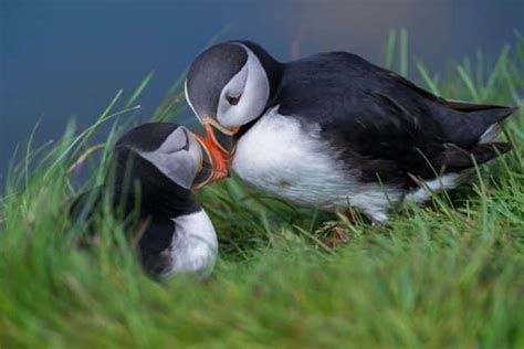 Iceland Puffins Tours - Epic Complete Guide 2024