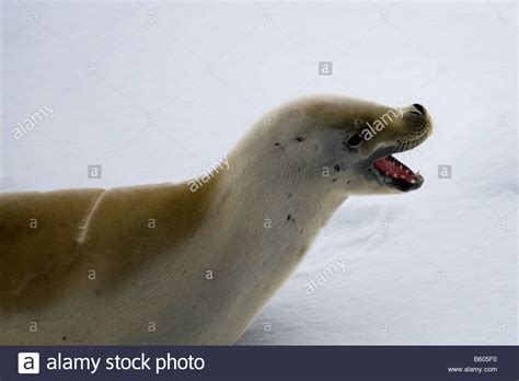 Crabeater Seal, Lobodon carcinophagus with open mouth showing teeth ...