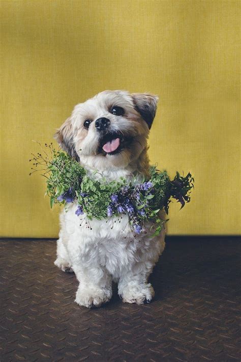 Pets - Dogs In Flower Crowns #2912154 - Weddbook