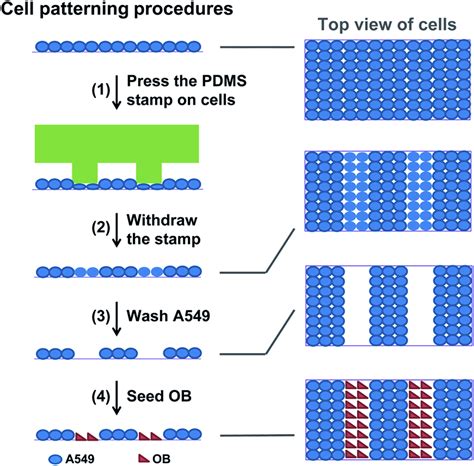 Representative experimental stress strain curve of PDMS elastomer ...