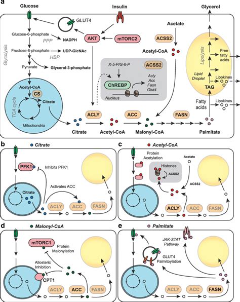 Glucose metabolism and de novo lipogenesis (DNL) in adipocytes. a Model... | Download Scientific ...