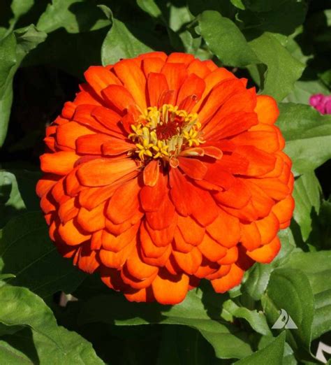 Zinnia Orange King (Zinnia elegans) | Applewood Seed Company