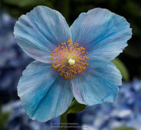 Blue Poppies 2013 - Paperblog