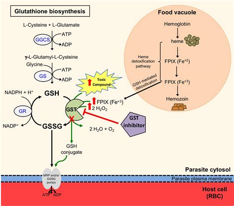 Glutathione S Transférase