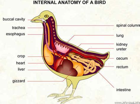 duck anatomy - Google Search | Immagini, Eroe