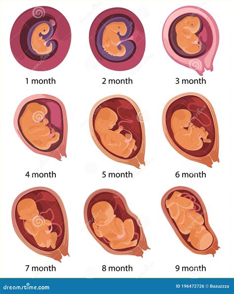 Etapas Del Desarrollo Embrionario Humano Biology Diagrams Birth | The Best Porn Website