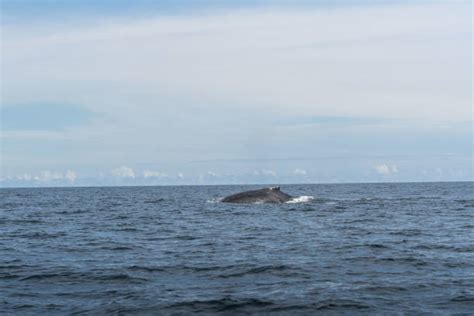 80+ Humpback Dolphin Photos Stock Photos, Pictures & Royalty-Free ...