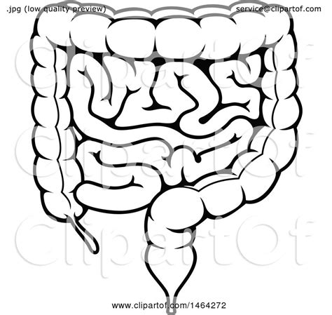 Clipart of a Black and White Human Human Intestines - Royalty Free Vector Illustration by Vector ...