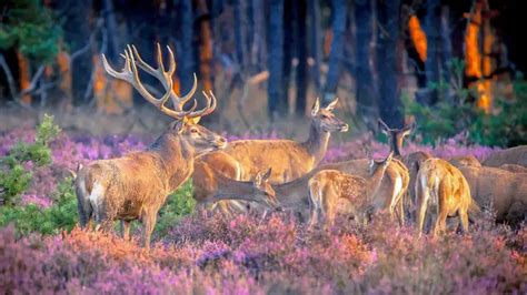 Explorando o Parque Nacional Hoge Veluwe: um guia de visitantes - EBS Blog